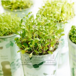 Potted Plant 
