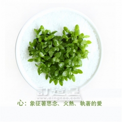 杯中叢林盆栽