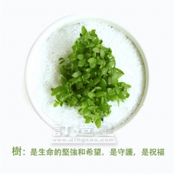 杯中叢林盆栽