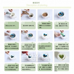 杯中叢林盆栽