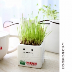 迷你盆栽