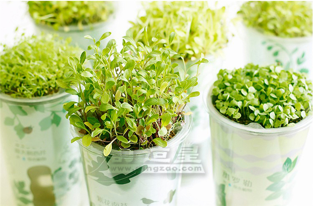 陶碳球香草盆栽_FBC025_A