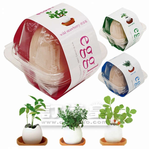 Egg Shell Plant