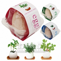 Egg Shell Plant