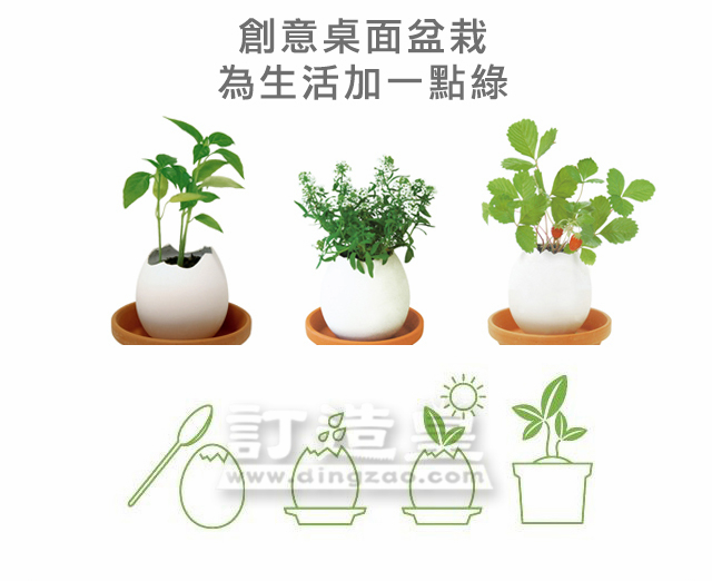 幸運雞蛋盆栽_FBC022_A