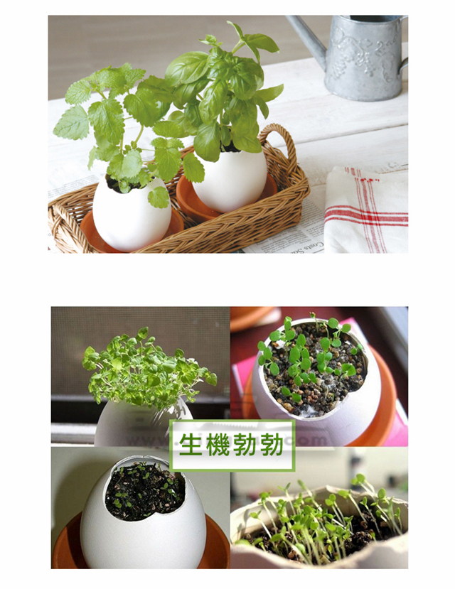幸運雞蛋盆栽_FBC022_D
